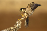 eurasian hobby falco subbuteo  