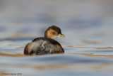 Little Grebe