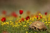 tortoise 2426