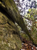 Log Arch