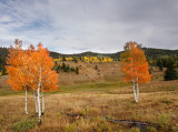 Fall color in Bryce Canyon area