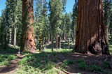 Mariposa Grove