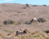 Elk Herd