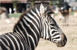 zebra