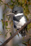 Belted Kingfisher