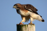 Red-Tailed Hawk