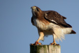 Red-Tailed Hawk