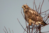 Rough-Legged Hawk
