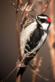 Downy Woodpecker