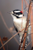 Downy Woodpecker