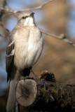 Northern Mockingbird