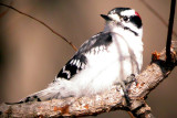 Downy Woodpecker