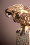 Short-Eared Owl