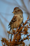 American Tree Sparrow