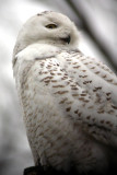 Snowy Owl