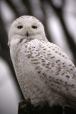 Snowy Owl