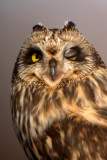 Short-Eared Owl