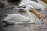 American White Pelican