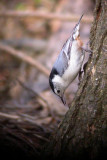 White-Breasted Nuthatch