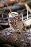 White-Throated Sparrow