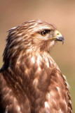 Red-Shouldered Hawk (Juvenile)