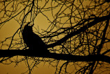 Great Horned Owl