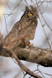 Great Horned Owl