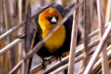 Yellow-Headed Blackbird