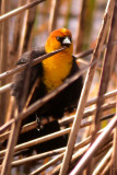 Yellow-Headed Blackbird