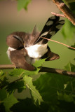 Yellow-Billed Cuckoo