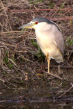 Black-Crowned Night Heron