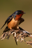 Barn Swallow