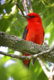 Scarlet Tanager