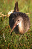 Clapper Rail