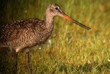 Marbled Godwit