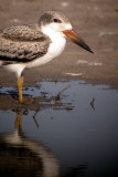 Black Skimmer Juvenile