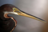 Tri-Colored Heron