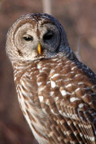 Barred Owl
