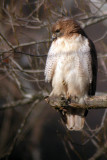 Red-Tailed Hawk