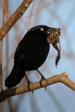 Common Grackle