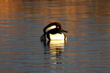 Hooded Merganser