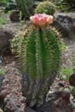 hunt_cactus2.jpg