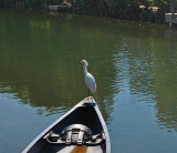 Canal Bird