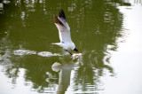 Sea gull on bay side of Ocean City, Md