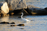 Great Egret