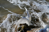 Snowy Egret