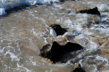 Snowy Egret