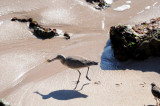 Dunlin with catch