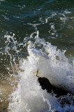 Snowy Egret