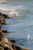 Egrets